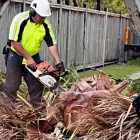 Business 1 image TAURANGA TREE SERVICES LTD Tree Services in Tauranga BOP