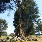 Business 2 image TAURANGA TREE SERVICES LTD Tree Services in Tauranga BOP
