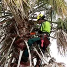 Business 3 image TAURANGA TREE SERVICES LTD Tree Services in Tauranga BOP