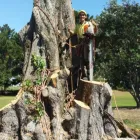 Business 3 image TAURANGA TREE SERVICES LTD Tree Services in Tauranga BOP