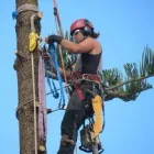 Business 1 image THE TREE MAN Tree Services in Pukekohe AUK