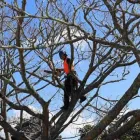 Business 1 image TREE FACTOR LTD Tree Services in Auckland City AUK