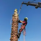 Business 2 image TREE FACTOR LTD Tree Services in Auckland City AUK