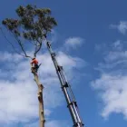 Business 4 image TREE FACTOR LTD Tree Services in Auckland City AUK