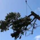 Business 6 image TREE FACTOR LTD Tree Services in Auckland City AUK