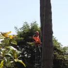 Business 5 image TREE MACHINE SERVICES Tree Services in New Plymouth TKI