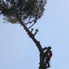Business 1 image TREE MACHINE SERVICES Tree Services in New Plymouth TKI