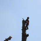 Business 2 image TREE MACHINE SERVICES Tree Services in New Plymouth TKI