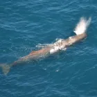 Business 2 image WINGS OVER WHALES Tours & Sightseeing in Kaikoura CAN