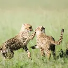 Business 5 image WORLD JOURNEYS Travel Agents in Auckland NTL