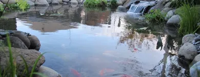 Business 5 image AQUATIC LIFESTYLES Water Gardens in Tauranga BOP