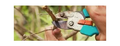 Business 2 image AUCKLAND TREE SERVICES Tree Trimming in Auckland NTL