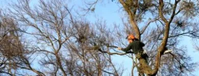 Business 3 image AUCKLAND TREE SERVICES Tree Trimming in Auckland NTL