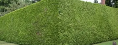 Business 4 image AUCKLAND TREE SERVICES Tree Trimming in Auckland NTL