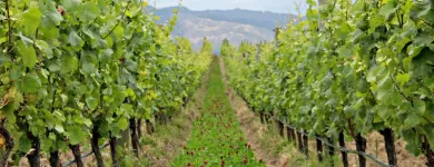 Business 8 image CLOS HENRI VINEYARD Wineries & Vineyards in Blenheim Area MBH