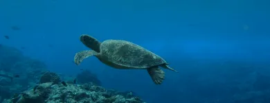 Business 3 image DIVE & SKI HQ Wetsuits in Lower Hutt WGN