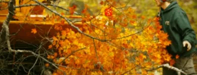 Business 3 image JIM'S TREES Tree Services in Auckland City AUK