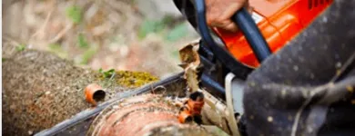 Business 5 image JIM'S TREES Tree Services in Auckland City AUK