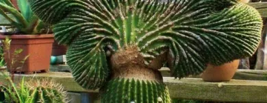 Business 11 image SOULSCAPE Landscaping in Auckland NTL