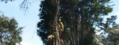 Business 2 image TAURANGA TREE SERVICES LTD Tree Services in Tauranga BOP