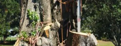 Business 3 image TAURANGA TREE SERVICES LTD Tree Services in Tauranga BOP