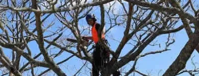 Business 1 image TREE FACTOR LTD Tree Services in Auckland City AUK