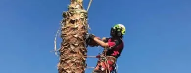 Business 2 image TREE FACTOR LTD Tree Services in Auckland City AUK