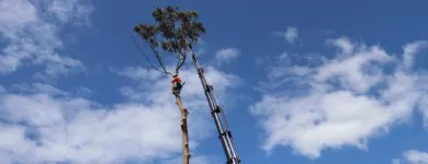 Business 4 image TREE FACTOR LTD Tree Services in Auckland City AUK
