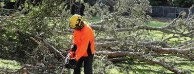 Business 8 image TREE FACTOR LTD Tree Services in Auckland City AUK
