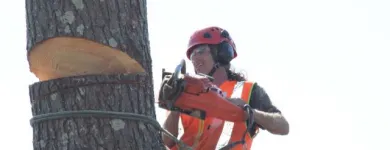 Business 3 image TREE MACHINE SERVICES Tree Services in New Plymouth TKI