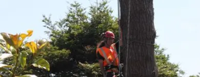 Business 5 image TREE MACHINE SERVICES Tree Services in New Plymouth TKI