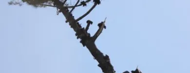 Business 1 image TREE MACHINE SERVICES Tree Services in New Plymouth TKI