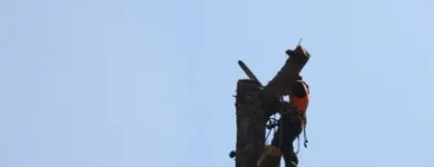 Business 2 image TREE MACHINE SERVICES Tree Services in New Plymouth TKI