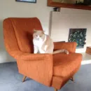 B & D UPHOLSTERY LTD Upholstery & Supplies in Auckland City AUK