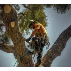 AUCKLANDTREESERVICE